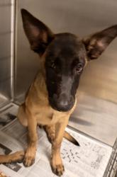 Shelter Stray Male Dog last seen , 14409 Vanowen St, Van Nuys, CA 91405, USA