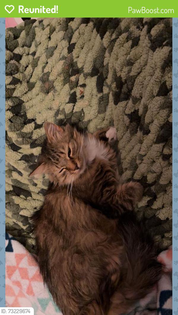 Reunited Female Cat last seen Fillmore & Ridge wood Ave, Cape Canaveral, FL 32920