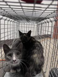 Shelter Stray Female Cat last seen , West Valley Animal Shelter, 20655 Plummer St, Chatsworth, CA 91311, USA