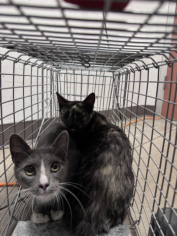 Shelter Stray Female Cat last seen , West Valley Animal Shelter, 20655 Plummer St, Chatsworth, CA 91311, USA