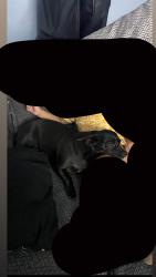 Reunited Female Dog last seen Hacienda and nellis, Paradise, NV 89120