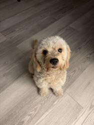 Reunited Male Dog last seen Aspen Dr, Bruton Rd, Dallas, TX 75227