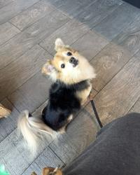 Reunited Male Dog last seen Near lomina & Harvey st, Lakewood, CA 90713