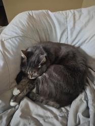 Reunited Male Cat last seen SW Rosemount St and SW 208th Terrace, Beaverton, OR 97078