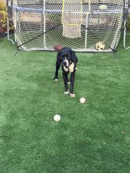 Found/Stray Male Dog last seen Across from Ladera Park, View Park-Windsor Hills, CA 90056