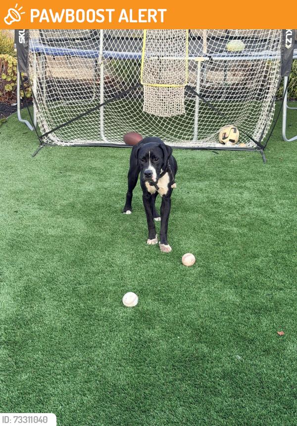 Found/Stray Male Dog last seen Across from Ladera Park, View Park-Windsor Hills, CA 90056