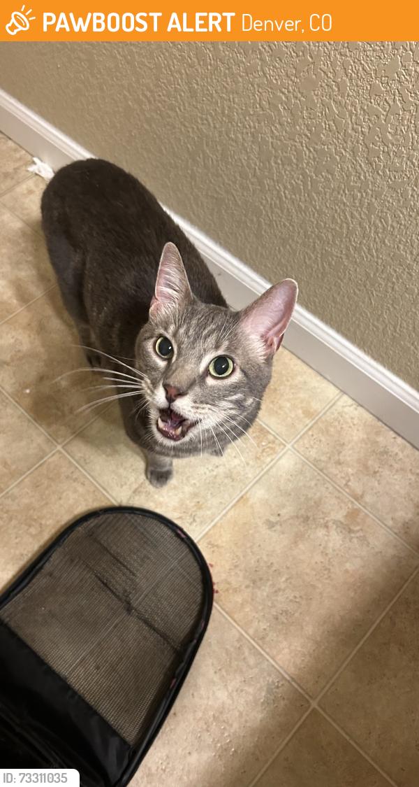 Found/Stray Female Cat last seen Near S Ulster st, Denver, CO 80237