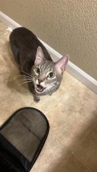 Found/Stray Female Cat last seen Near S Ulster st, Denver, CO 80237