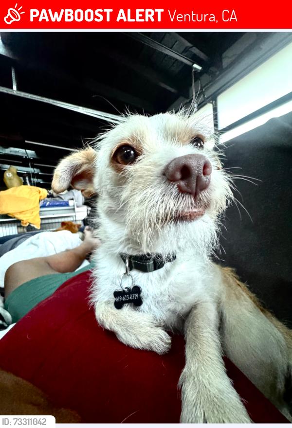 Lost Male Dog last seen N. Pacific ave, Ventura, CA 93003