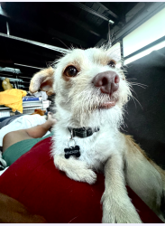Lost Male Dog last seen N. Pacific ave, Ventura, CA 93003