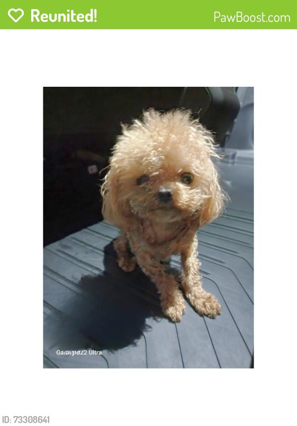 Reunited Unknown Dog last seen Bellagio Rd X Copa de Oro, Los Angeles, CA 90077