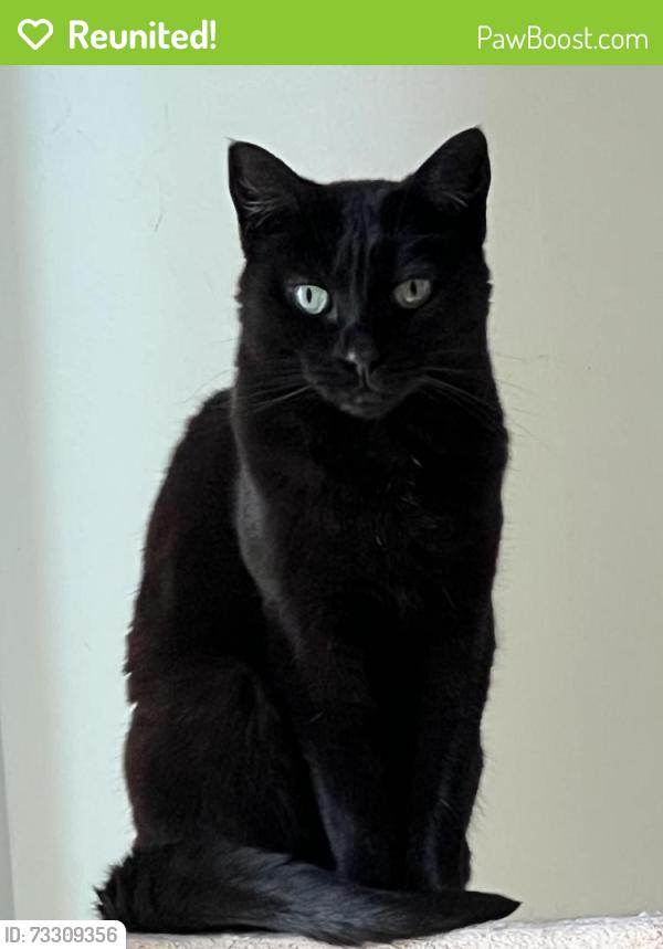 Reunited Female Cat last seen Miller Dr and Fayburrow, Sunbury, OH 43074