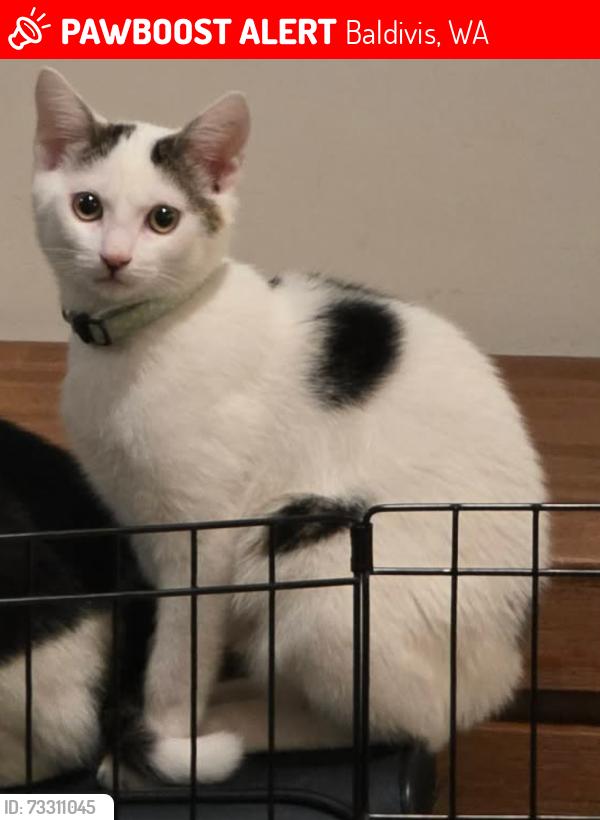 Lost Male Cat last seen Spires est, Baldivis, WA 6171