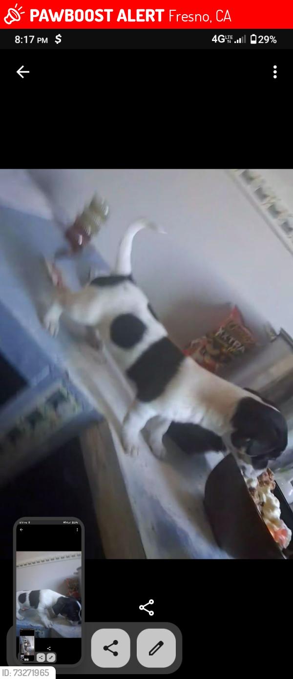 Lost Female Dog last seen Church and maple, Fresno, CA 93725