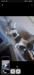 Lost Female Dog last seen Church and maple, Fresno, CA 93725