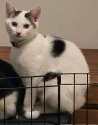 Lost Male Cat last seen Spires est, Baldivis, WA 6171