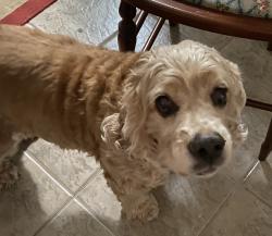 Reunited Female Dog last seen COTTAGE GARDENS @Cinnaberry and Sugar Orchard, Sugarberry Place, TX 77375