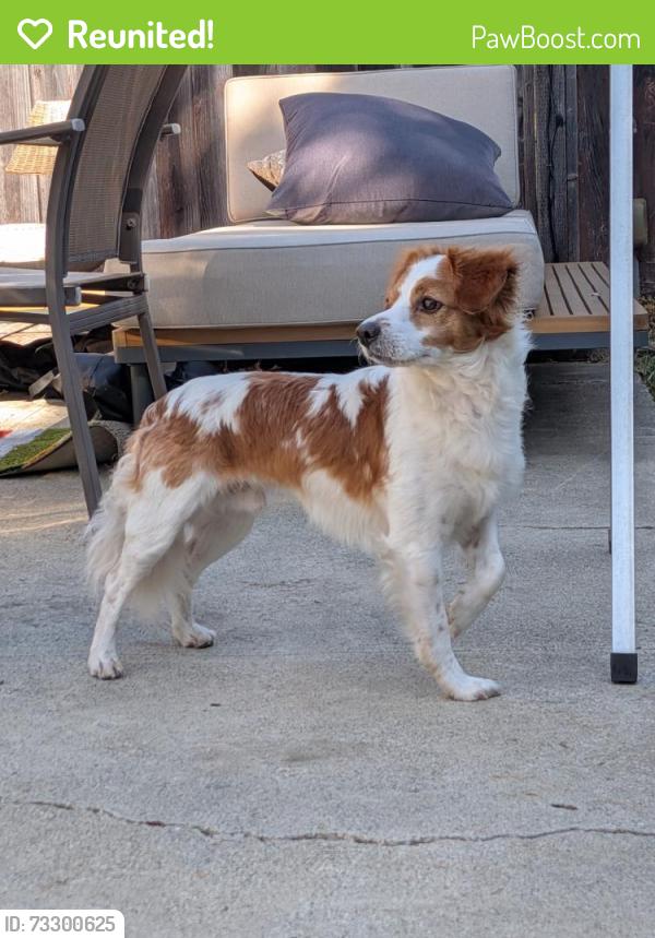 Reunited Male Dog last seen Jackson & 15th, San Jose, CA 95112