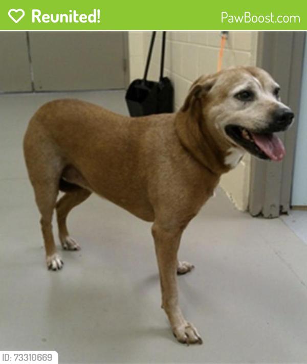 Reunited Female Dog last seen Longwood Lake Mary Road, Seminole County, FL 32750