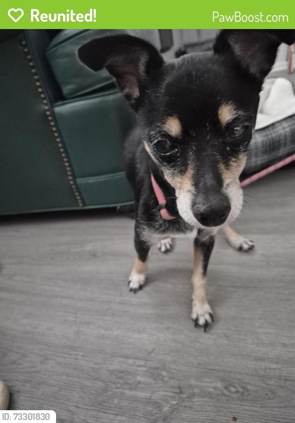 Reunited Female Dog last seen Lockhill Selma and West Avenue, San Antonio, TX 78213