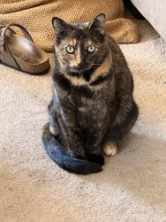 Lost Female Cat last seen Manuel Ct, off of Azores circle, Bay Point, CA 94565