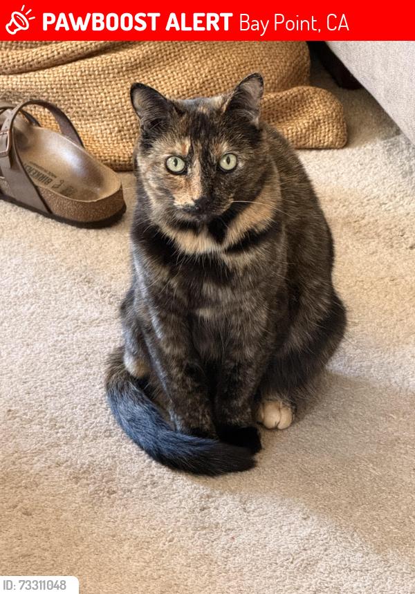 Lost Female Cat last seen Manuel Ct, off of Azores circle, Bay Point, CA 94565