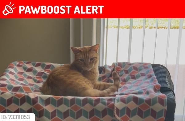 Lost Male Cat last seen Longhill and delacroix, Rancho Palos Verdes, CA 90275
