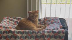 Lost Male Cat last seen Longhill and delacroix, Rancho Palos Verdes, CA 90275