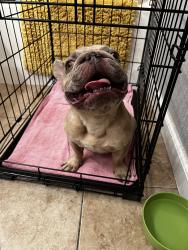 Reunited Female Dog last seen Near W Gerard Ave, Merced, CA 95341, USA, Merced, CA 95341