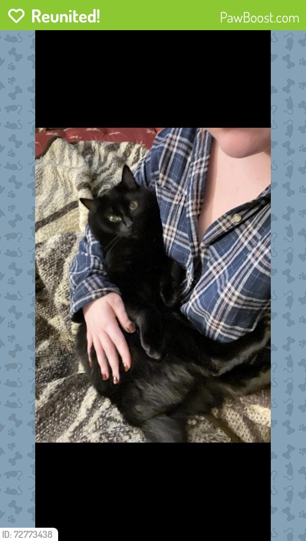 Reunited Male Cat last seen Sawyer x Fullerton, Chicago, IL 60647