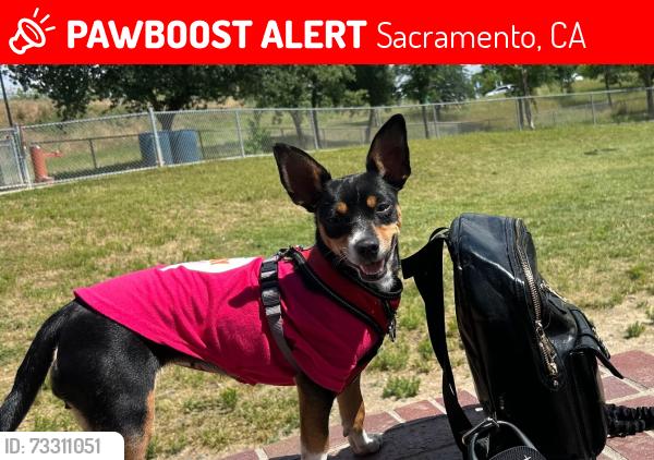 Lost Female Dog last seen Norwood avenue and Grant, Sacramento, CA 95838