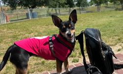 Lost Female Dog last seen Norwood avenue and Grant, Sacramento, CA 95838