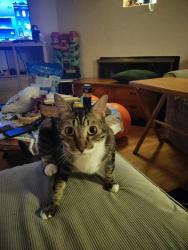 Reunited Male Cat last seen Pacific Ave, Tacoma, WA 98408