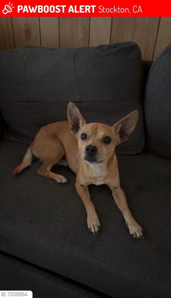 Lost Male Dog last seen bristol avenue by university of the pacific, Stockton, CA 95219