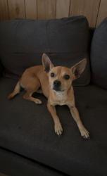 Lost Male Dog last seen bristol avenue by university of the pacific, Stockton, CA 95219