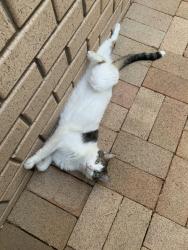 Lost Male Cat last seen Near milstead way, Marangaroo, WA 6064