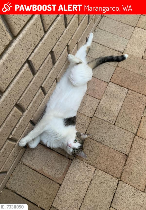 Lost Male Cat last seen Near milstead way, Marangaroo, WA 6064