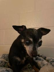 Reunited Male Dog last seen Near E Peach St, Tucson, AZ 85712, USA, Tucson, AZ 85712