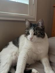 Lost Female Cat last seen W 64th street, overhill drive, Inglewood, CA 90302