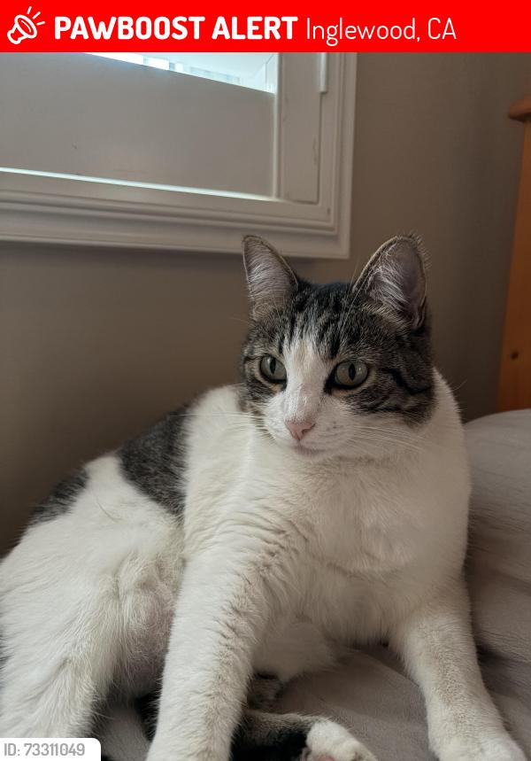 Lost Female Cat last seen W 64th street, overhill drive, Inglewood, CA 90302