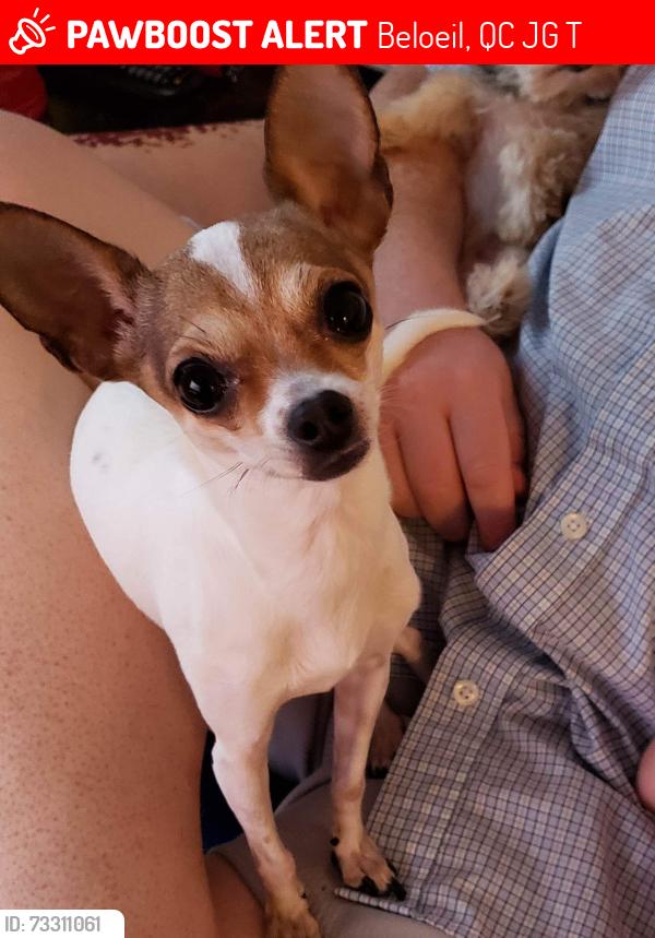 Lost Female Dog last seen Marina, Beloeil, QC J3G 0T4