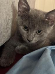 Reunited Female Cat last seen Terrance st, Pittsburgh, PA 15213