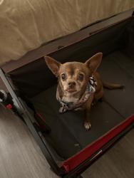 Reunited Unknown Dog last seen Arrecife Way, San Diego, CA 92154, USA, San Diego, CA 92154