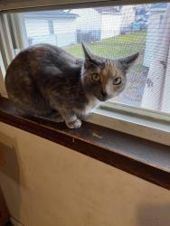 Lost Female Cat last seen North of Stephens, East VanDyke by Stosh’s Pizza, Center Line, MI 48015