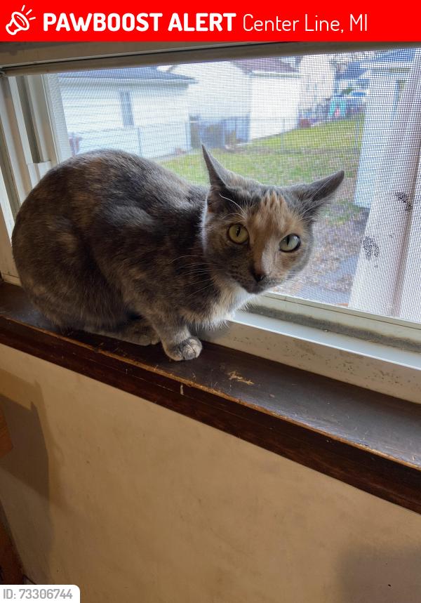 Lost Female Cat last seen North of Stephens, East VanDyke by Stosh’s Pizza, Center Line, MI 48015