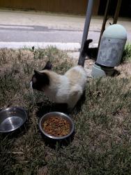 Found/Stray Male Cat last seen Near Sierra Grande Drive in the canal., Salt Lake City, UT 84129