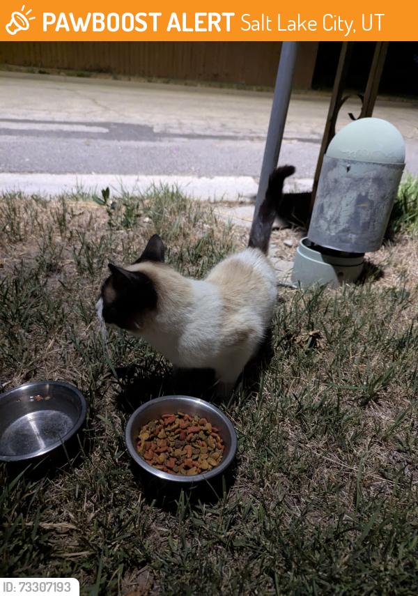 Found/Stray Male Cat last seen Near Sierra Grande Drive in the canal., Salt Lake City, UT 84129