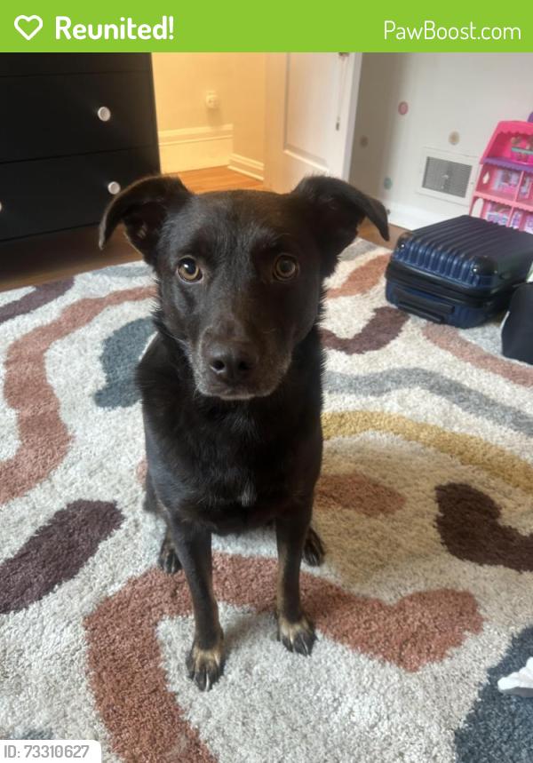Reunited Female Dog last seen Near W 25th Ave, Lakewood, CO 80215