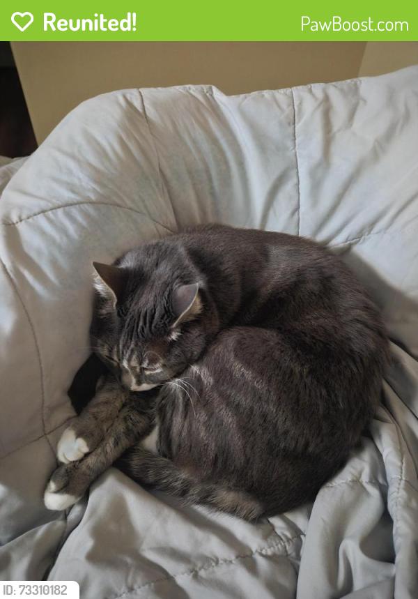 Reunited Male Cat last seen SW Rosemount St and SW 208th Terrace, Beaverton, OR 97078