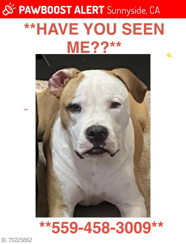 Lost Male Dog last seen Temperance and Kingscanyon, Sunnyside, CA 93727